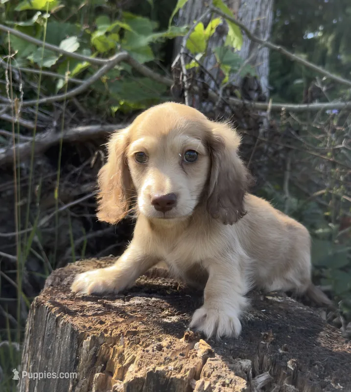 Ned – Miniature Dachshund puppy for sale in Crystal, MI