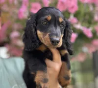 Yayger, a male Dachshund for sale in Crystal, MI – 1 of 1