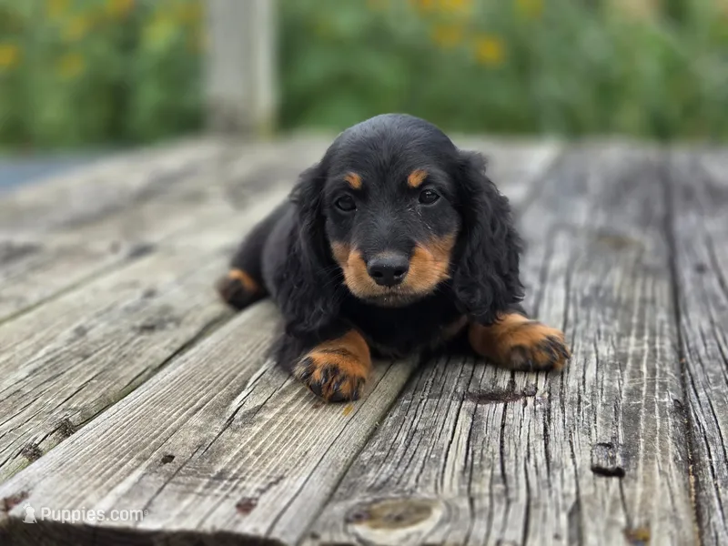 Griffin – Dachshund puppy for sale in Crystal, MI