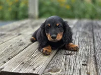 Griffin, a male Dachshund for sale in Crystal, MI – 1 of 1