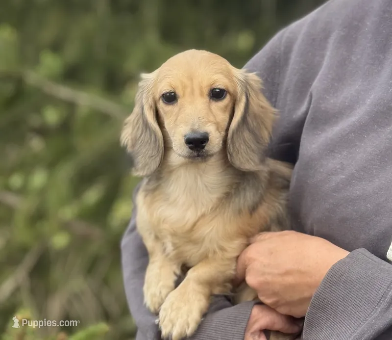 Donna – Dachshund puppy for sale in Crystal, MI