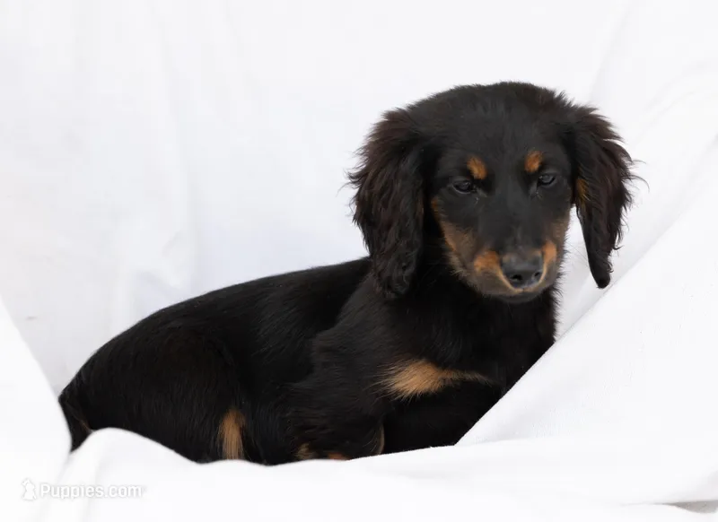 Echo – Dachshund puppy for sale in Crystal, MI
