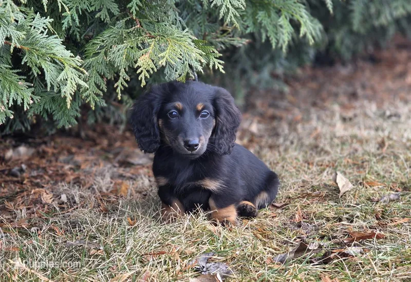 Echo – Dachshund puppy for sale in Crystal, MI