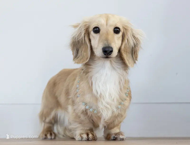 Ashy Bee – Miniature Dachshund puppy for sale in Crystal, MI