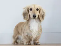 Ashy Bee, a female Miniature Dachshund for sale in Crystal, MI – 1 of 2