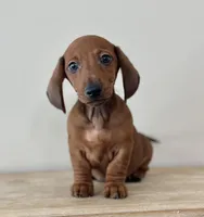 Short legacy , a male Miniature Dachshund for sale in Crystal, MI – Photo 1 of 4