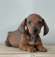 Short legacy , a male Miniature Dachshund for sale in Crystal, MI – Photo 3 of 4