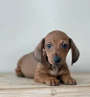 Short legacy , a male Miniature Dachshund for sale in Crystal, MI – Photo 4 of 4