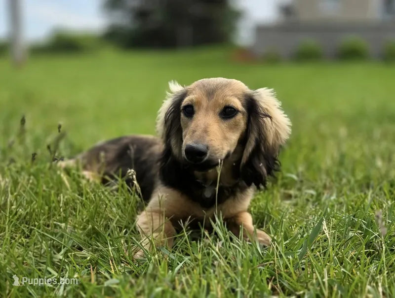 Jingles – Miniature Dachshund puppy for sale in Crystal, MI