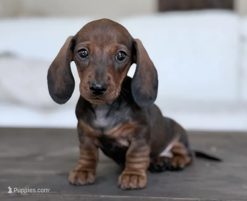 Hanky's girl – Dachshund puppy for sale in Crystal, MI