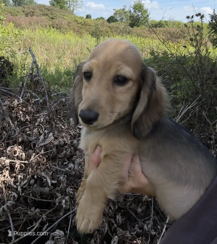 Marco – Miniature Dachshund puppy for sale in Crystal, MI
