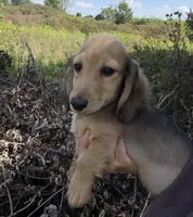 Marco, a male Miniature Dachshund for sale in Crystal, MI – 1 of 1