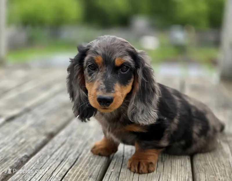 Lennox – Miniature Dachshund puppy for sale in Crystal, MI