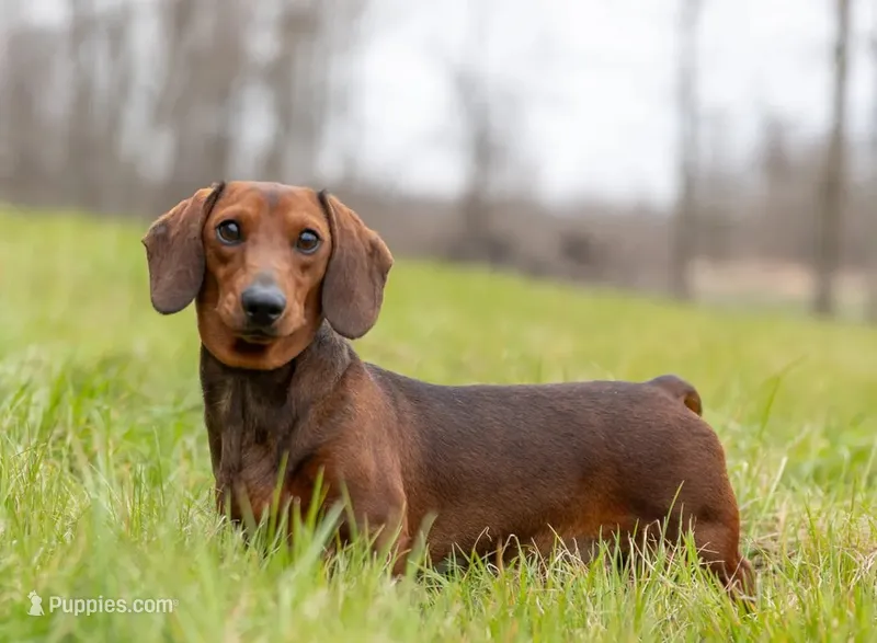 Poppy, a female Miniature Dachshund for sale in Crystal, MI – 1 of 1