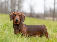 Poppy, a female Miniature Dachshund for sale in Crystal, MI – 1 of 1