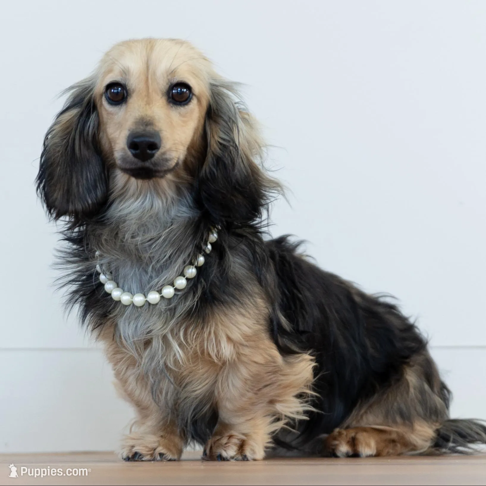 Olive – Miniature Dachshund puppy for sale in Crystal, MI