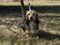 Olive, a female Miniature Dachshund for sale in Crystal, MI – Photo 1 of 2