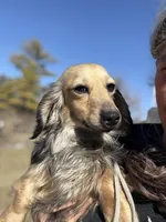 Olive, a female Miniature Dachshund for sale in Crystal, MI – Photo 2 of 2