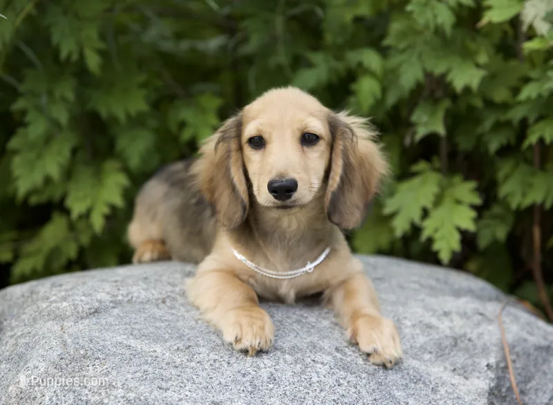 Bonita's boy – Dachshund puppy for sale in Crystal, MI