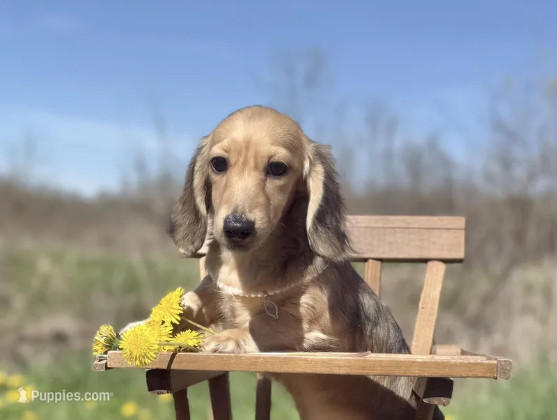 Madonna – Miniature Dachshund puppy for sale in Crystal, MI
