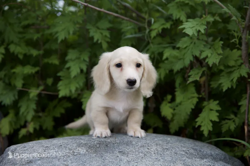 Midas's ee boy – Dachshund puppy for sale in Crystal, MI