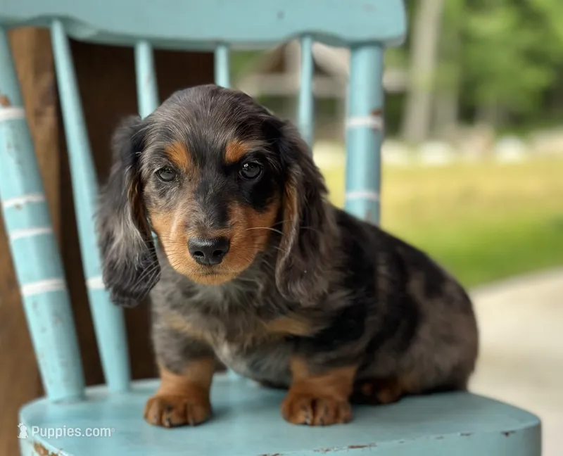 Lennox – Miniature Dachshund puppy for sale in Crystal, MI