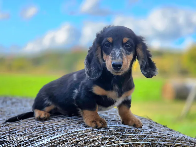 Hugo – Miniature Dachshund puppy for sale in Crystal, MI