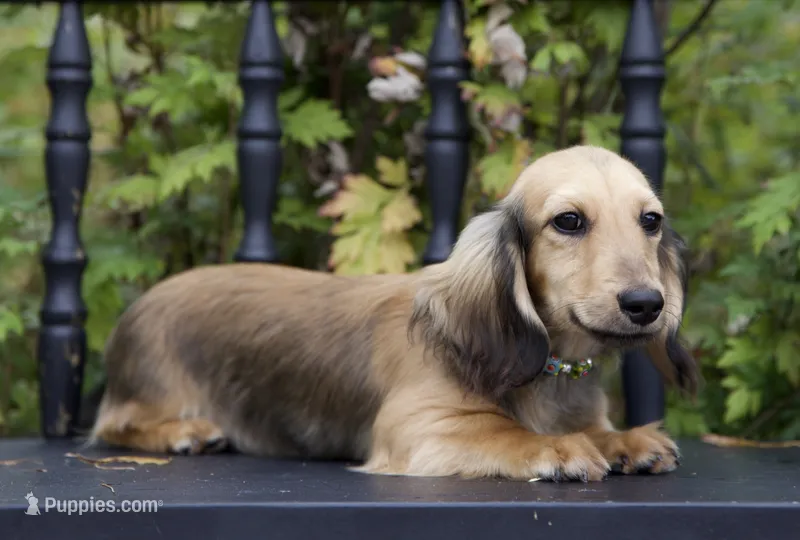 Lewis – Miniature Dachshund puppy for sale in Crystal, MI