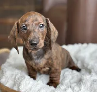 Bricker, a male Dachshund for sale in Crystal, MI – Photo 1 of 2