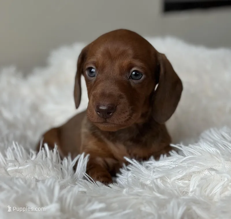 Dandan – Dachshund puppy for sale in Crystal, MI