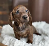 Bricker, a male Dachshund for sale in Crystal, MI – Photo 2 of 2
