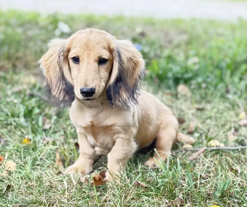 Remi – Miniature Dachshund puppy for sale in Crystal, MI