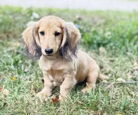 Remi, a male Miniature Dachshund for sale in Crystal, MI – 1 of 1
