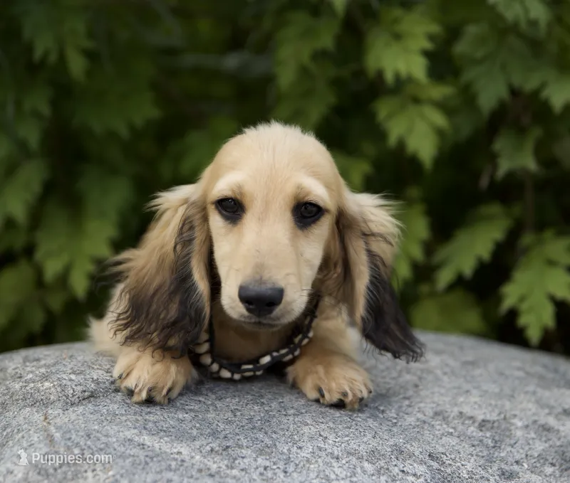 Frederick – Miniature Dachshund puppy for sale in Crystal, MI