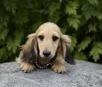 Frederick, a male Miniature Dachshund for sale in Crystal, MI – 1 of 1