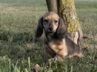 Lewis, a male Miniature Dachshund for sale in Crystal, MI – 1 of 1