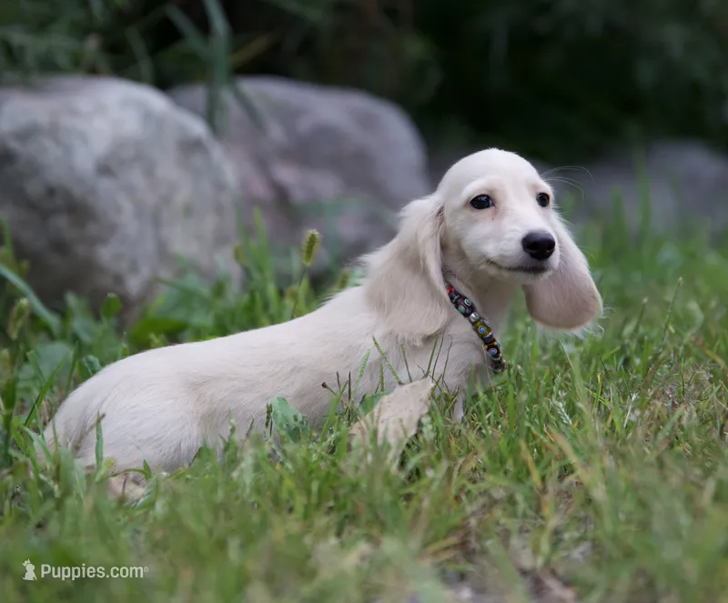 Barree – Miniature Dachshund puppy for sale in Crystal, MI