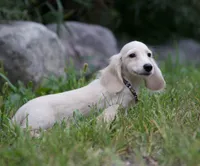Barree, a male Miniature Dachshund for sale in Crystal, MI – 1 of 1