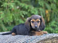 Reba, a female Dachshund for sale in Crystal, MI – 1 of 1