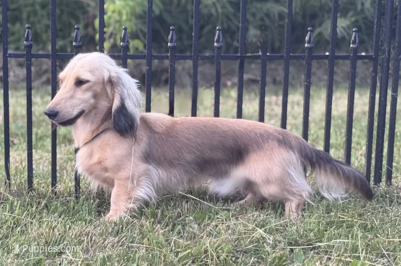 Lahmi – Dachshund puppy for sale in Crystal, MI