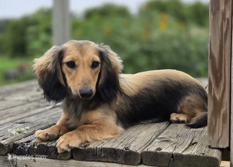 Gwenny's Girl – Miniature Dachshund puppy for sale in Crystal, MI