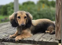 Gwenny's Girl, a female Miniature Dachshund for sale in Crystal, MI – 1 of 1