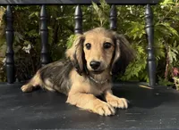 Demi's Daughter, a female Dachshund for sale in Crystal, MI – 1 of 1