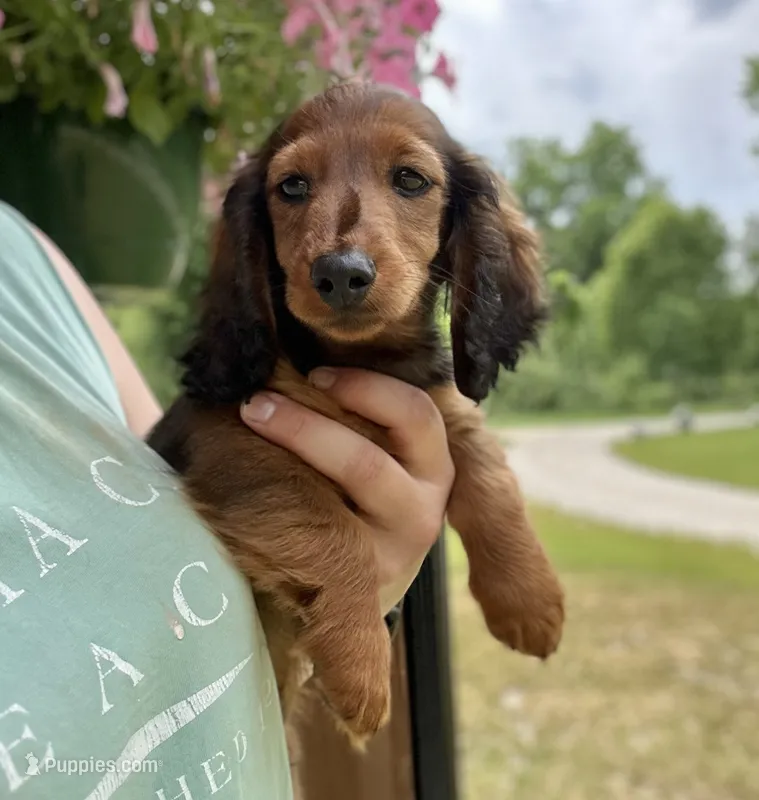 Jamba – Dachshund puppy for sale in Crystal, MI