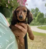 Jamba, a male Dachshund for sale in Crystal, MI – 1 of 1