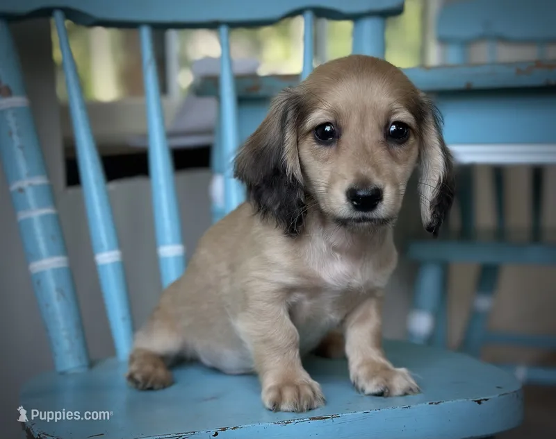 Long dog – Miniature Dachshund puppy for sale in Crystal, MI