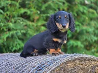 Griffin, a male Dachshund for sale in Crystal, MI – 1 of 2