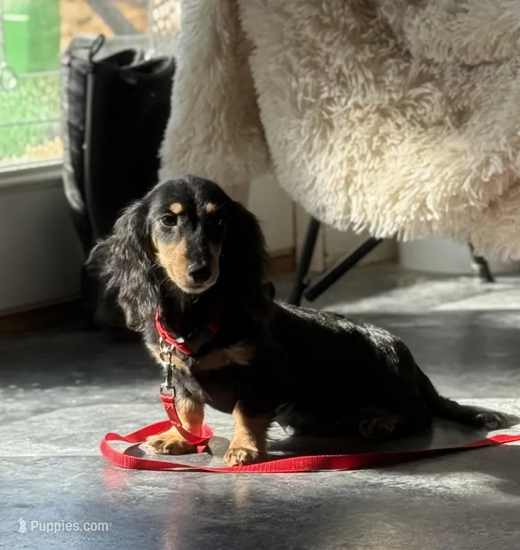 Huginn – Miniature Dachshund puppy for sale in Crystal, MI