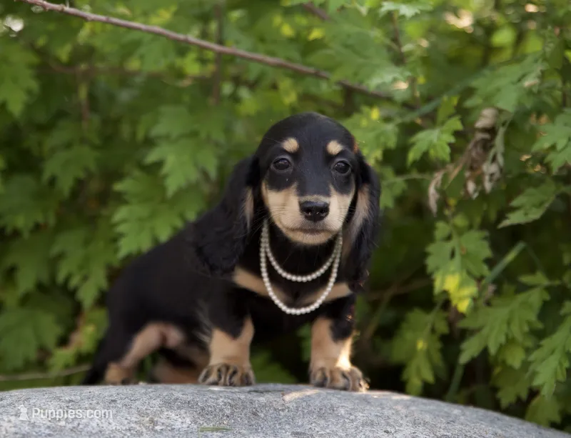 Flossie's Girl – Dachshund puppy for sale in Crystal, MI
