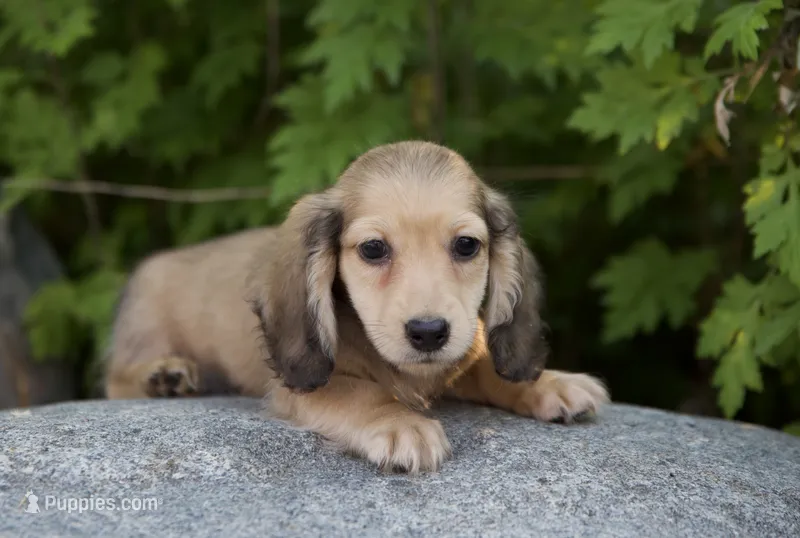 Isaac – Miniature Dachshund puppy for sale in Crystal, MI